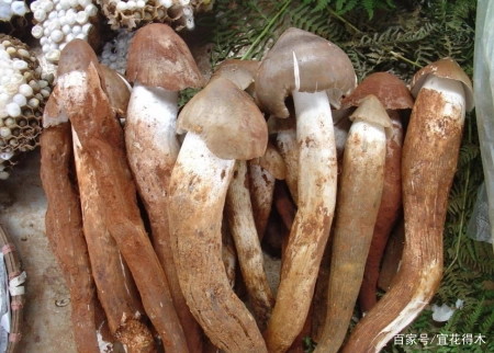 蘑菇小常识（中）10种味道鲜美的蘑菇，哪一种是菌中之王？插图34